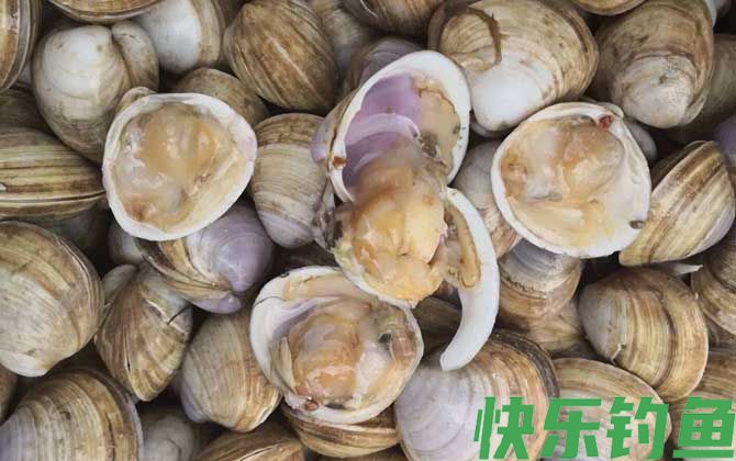 白蛤是什么动物(图4)