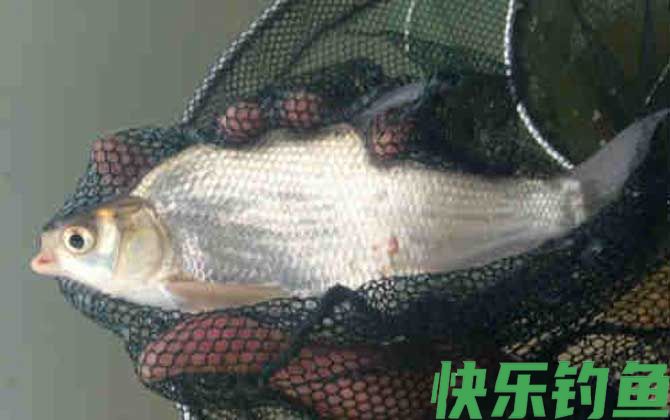 鳊鱼和鲫鱼有什么区别(图1)