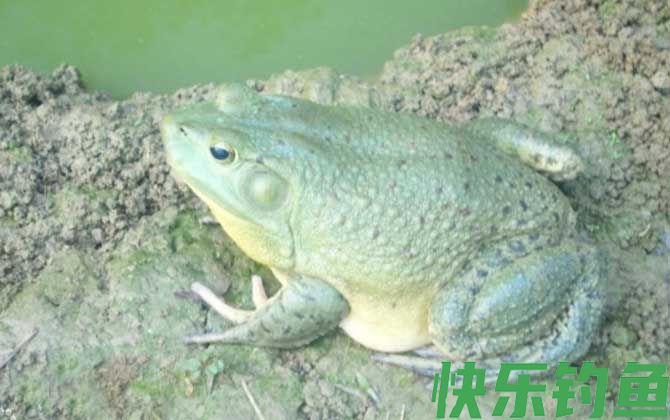 美国青蛙是什么动物(图2)