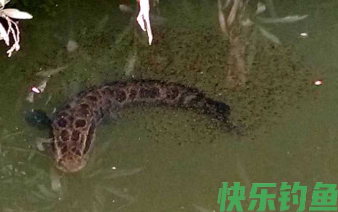 黑鱼多少度温度才开口(图3)