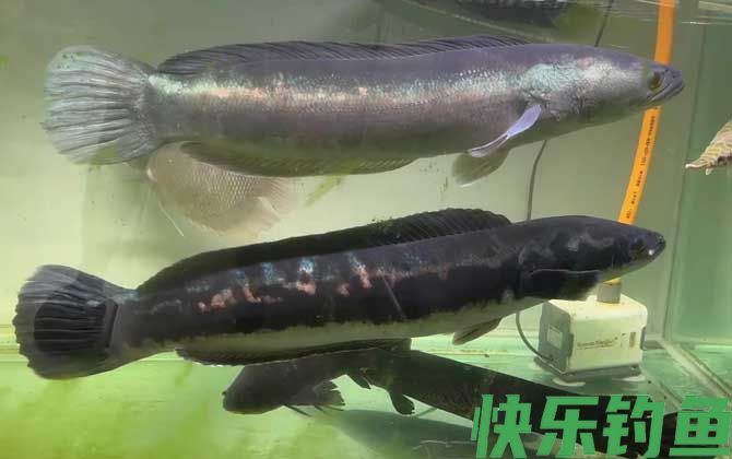大铅笔是什么鱼(图2)