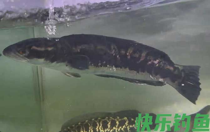 大铅笔是什么鱼(图1)