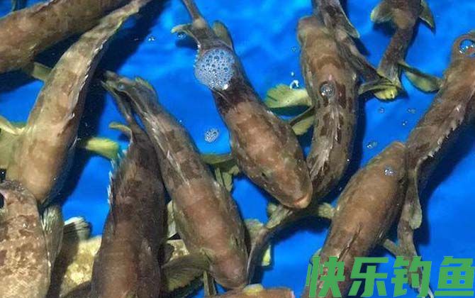 石斑鱼长什么样子(图1)