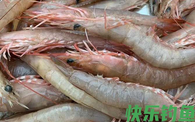 青虾和基围虾的区别(图2)