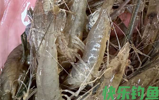 青虾和基围虾的区别(图1)