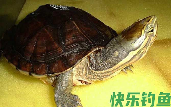 安南龟是什么龟(图5)