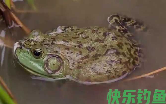 田鸡和牛蛙的区别(图2)