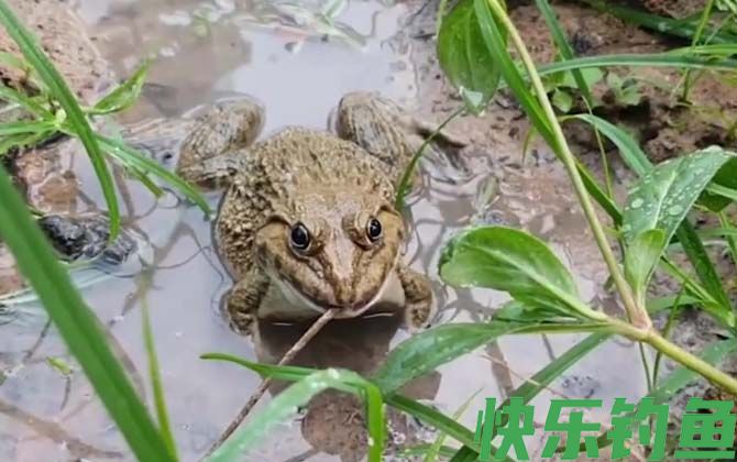 田鸡和牛蛙的区别(图3)