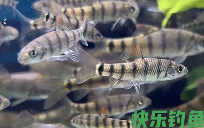 光唇鱼好养吗(图1)