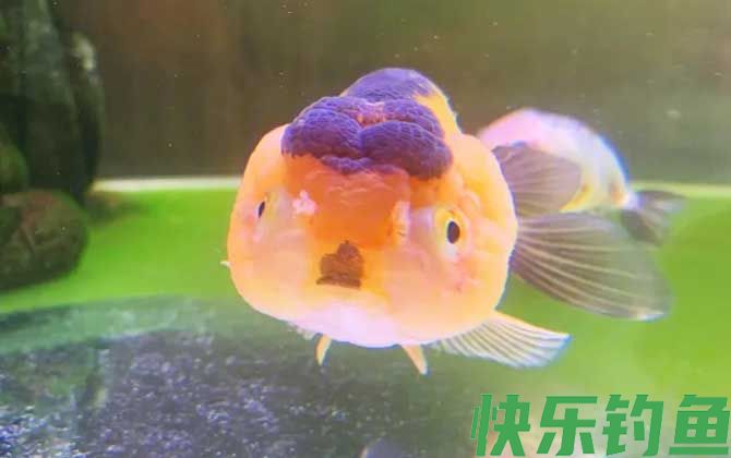 金鱼几天喂一次食最好(图2)