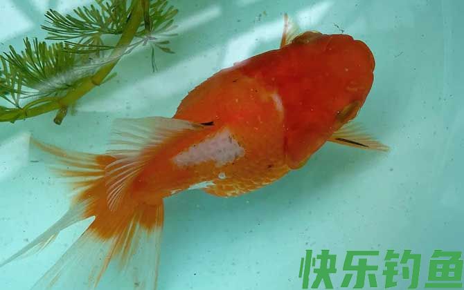 金鱼几天喂一次食最好(图3)