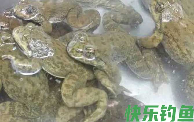 石蚌是什么动物(图1)