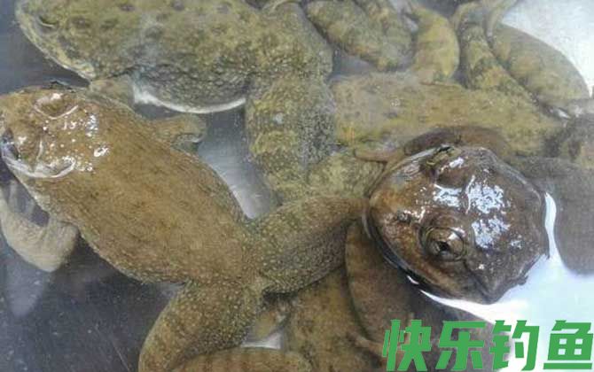 石蚌是什么动物(图3)