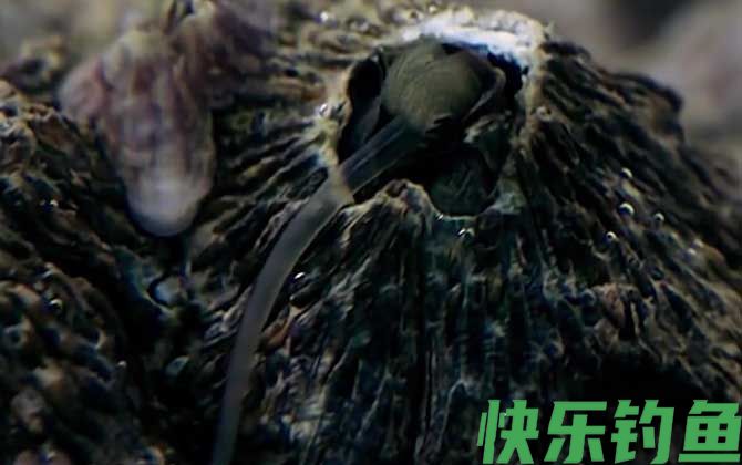 藤壶能寄生在人身上吗(图1)