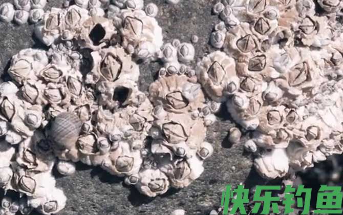 藤壶能寄生在人身上吗(图2)