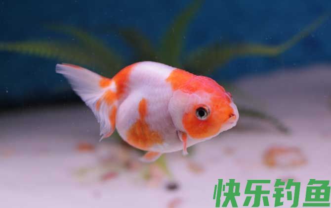 鱼的记忆真的只有7秒吗(图1)