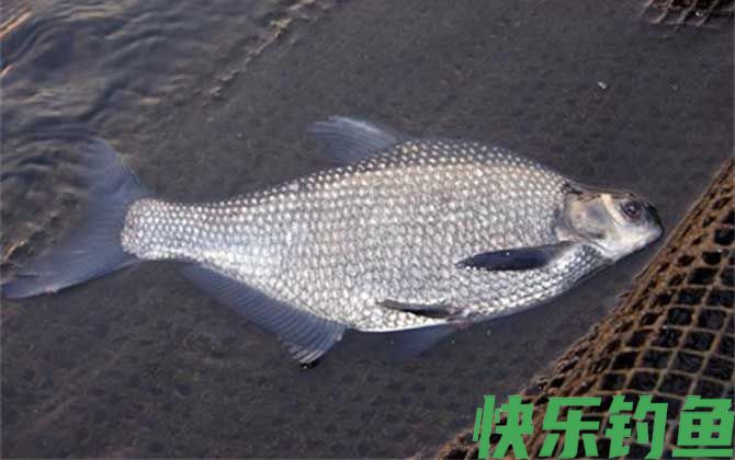 鳊花鱼是什么鱼(图2)