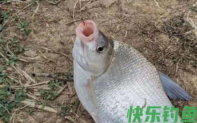 鳊花鱼是什么鱼(图5)