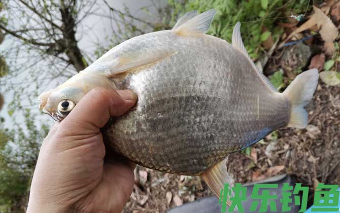 鳊花鱼是什么鱼(图3)