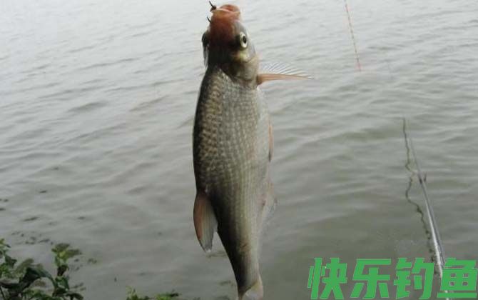 鳊花鱼是什么鱼(图4)