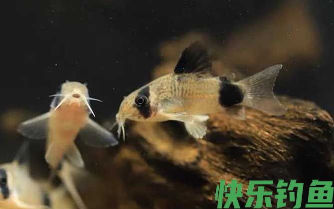 鼠鱼会咬其他鱼吗(图3)