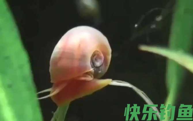 苹果螺的天敌是什么(图2)