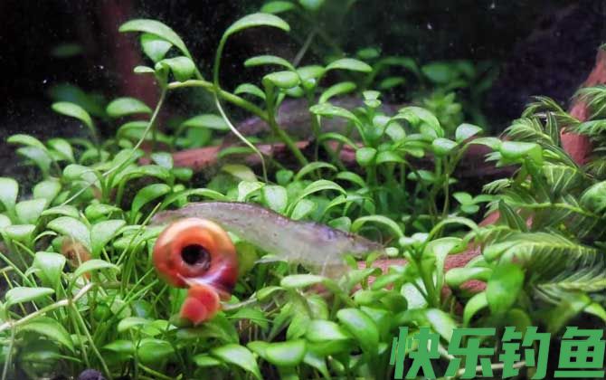 苹果螺的天敌是什么(图3)