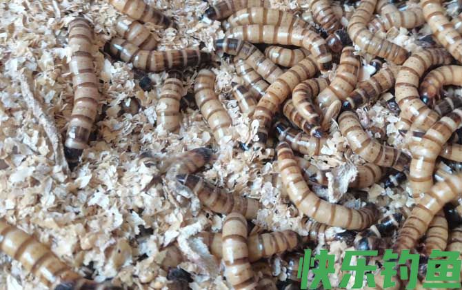 面包虫吃什么食物(图1)
