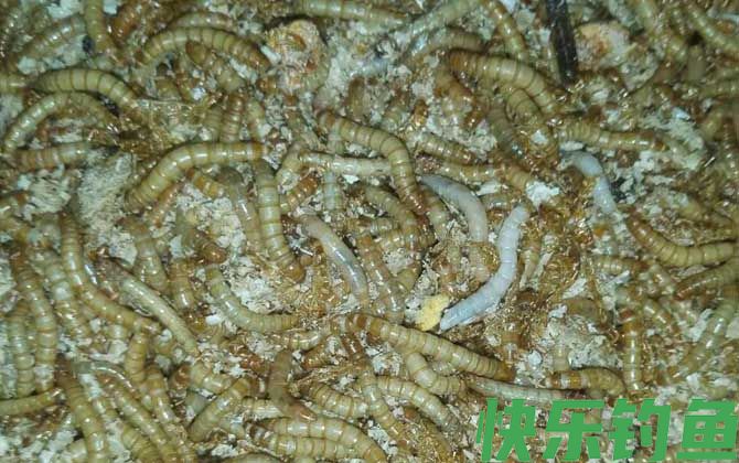 面包虫吃什么食物(图4)