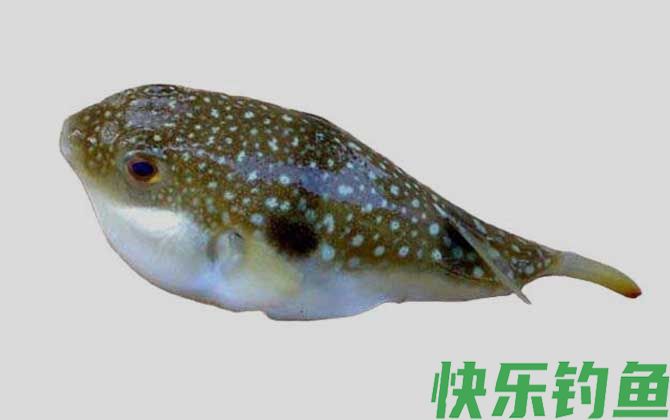 墨绿东方鲀是什么鱼(图1)