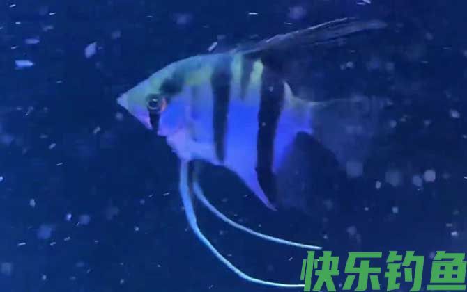 燕鱼和神仙鱼的区别(图2)