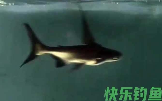 成吉思汗鲨吃什么食物(图1)