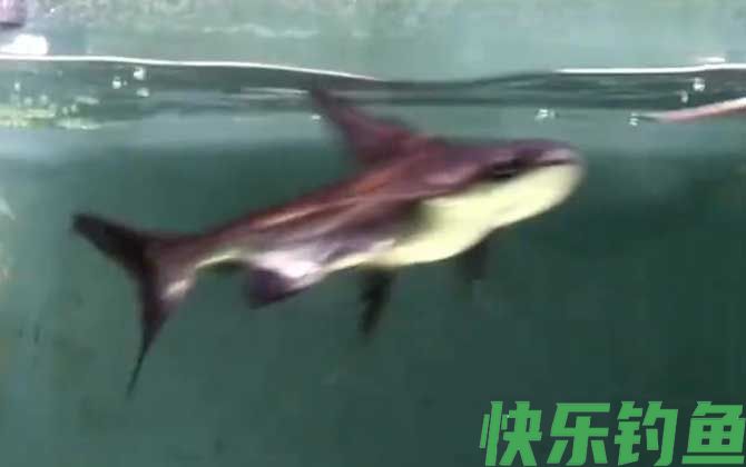 成吉思汗鲨吃什么食物(图2)
