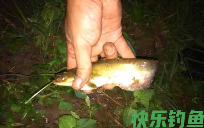 土鲶鱼价格多少钱一斤(图2)