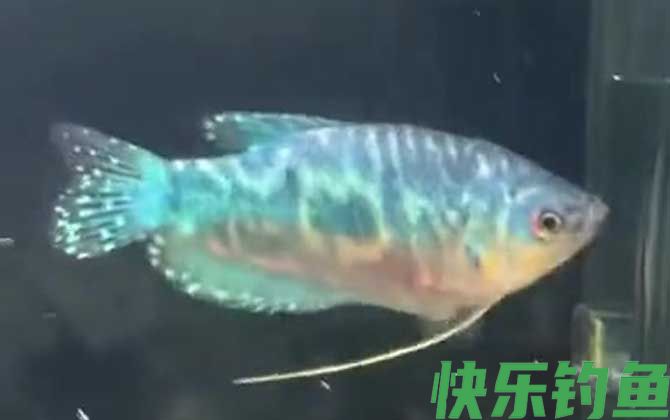 曼龙鱼和迷你鹦鹉鱼能混养吗(图3)