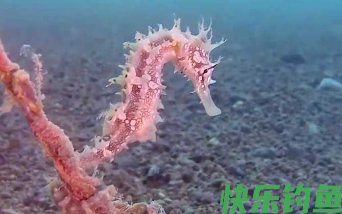 海马是保护动物吗(图2)
