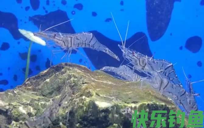 长臂虾是什么虾(图4)