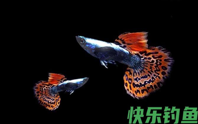 孔雀鱼品种及图片大全(图1)