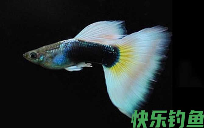 孔雀鱼品种及图片大全(图3)