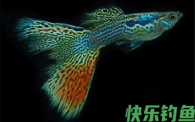 孔雀鱼品种及图片大全(图4)