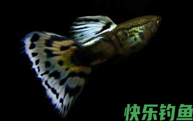 孔雀鱼品种及图片大全(图7)
