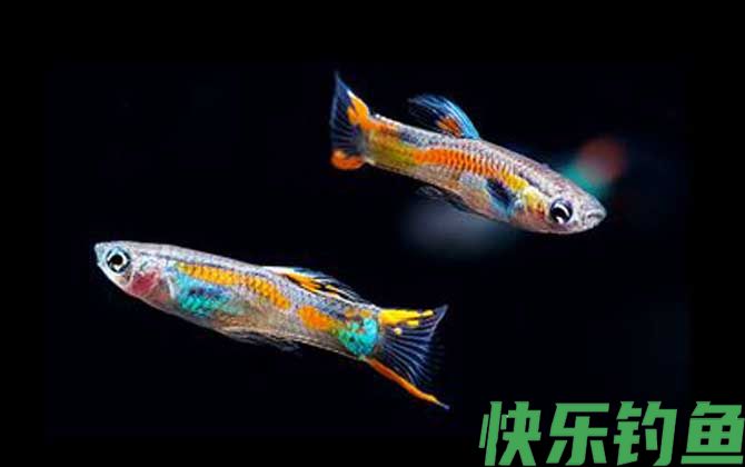 孔雀鱼品种及图片大全(图5)