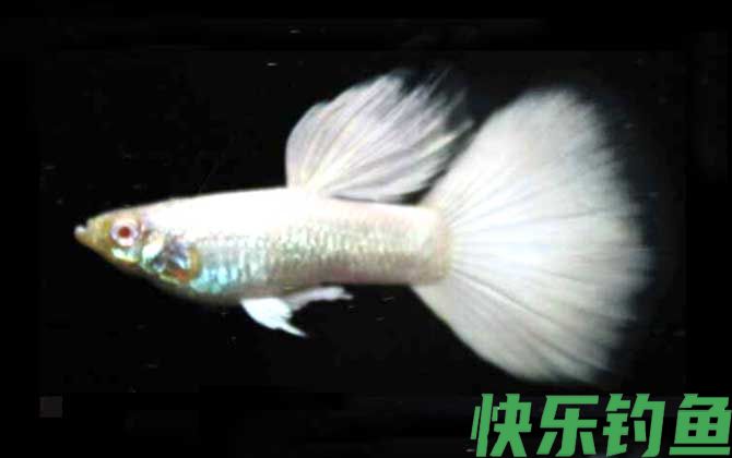 孔雀鱼品种及图片大全(图8)