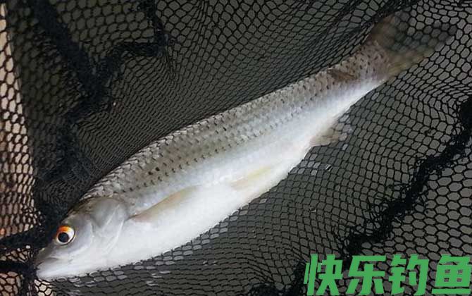 鲮鱼和鲴鱼有什么区别(图1)