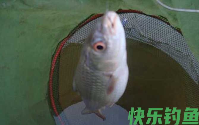 鲮鱼和鲴鱼有什么区别(图3)