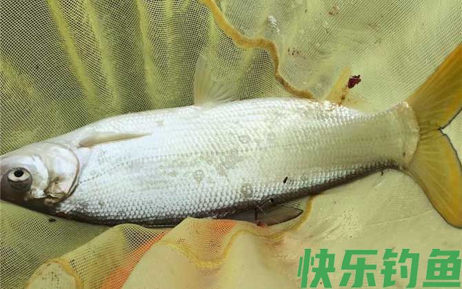 鲮鱼和鲴鱼有什么区别(图4)