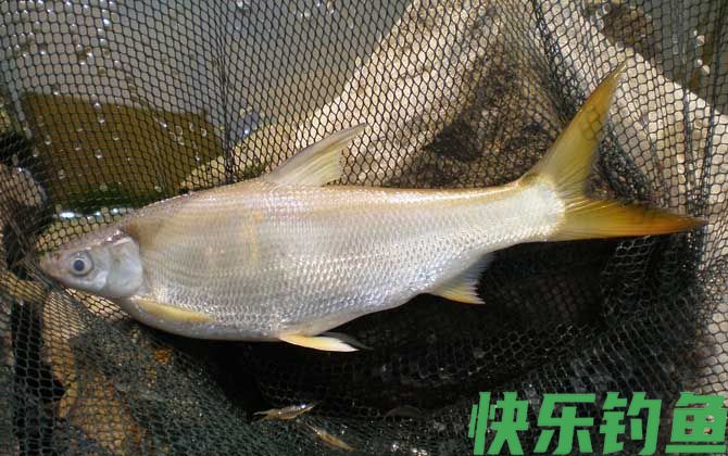 鲮鱼和鲴鱼有什么区别(图2)