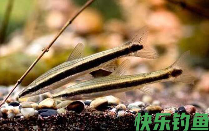 长麦穗鱼是什么鱼(图4)