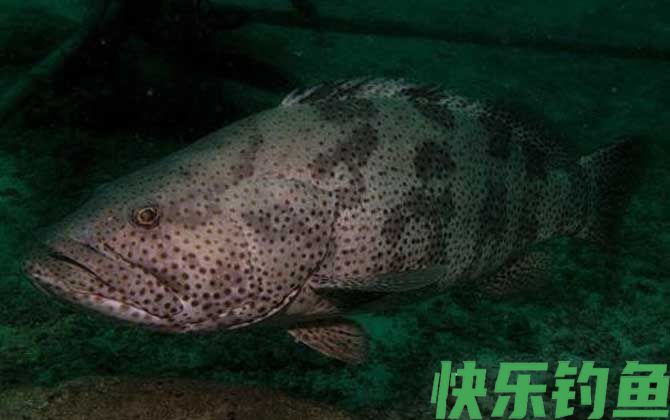 点带石斑鱼是什么鱼(图3)