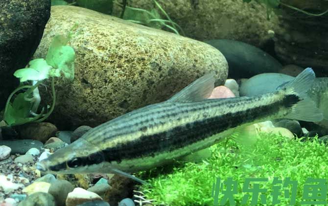 长麦穗鱼是什么鱼(图1)